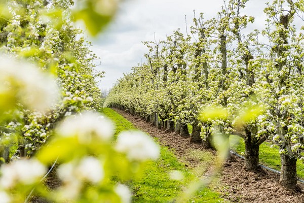 D&G Fruit van Vergro blijft hofleverancier bij Lidl